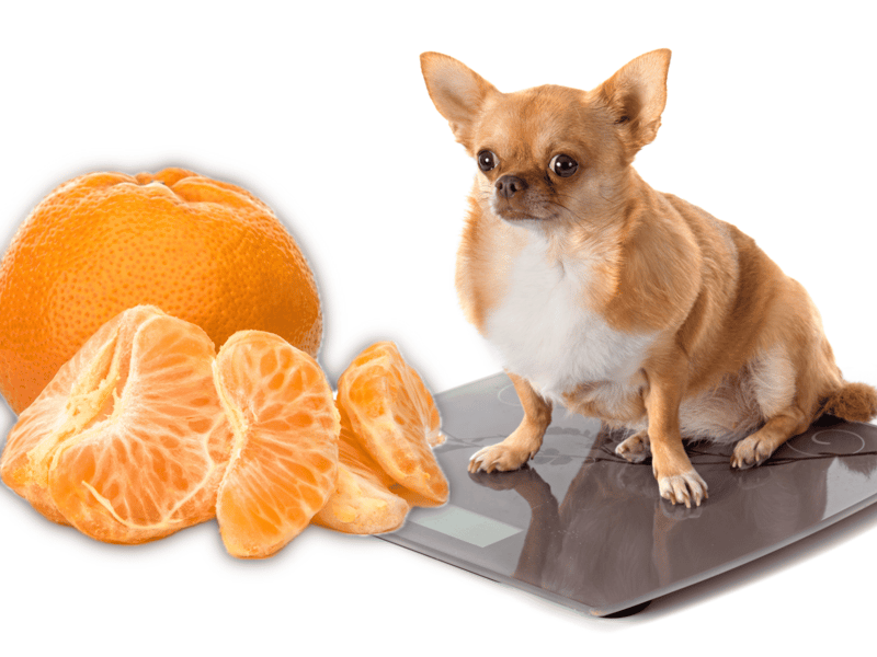 Dog weighing with orange slices and a chihuahua.