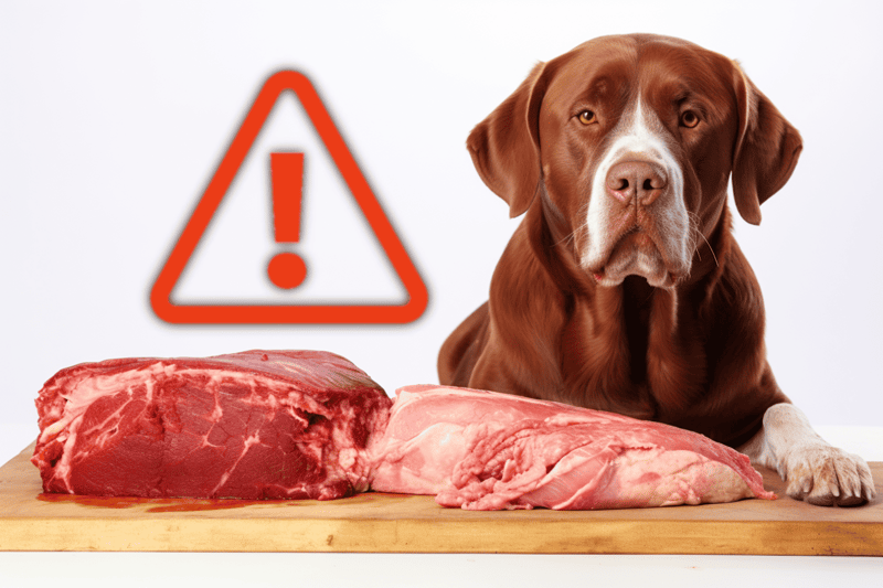 Alt text: Dog with raw meat and warning sign about harmful food for dogs.