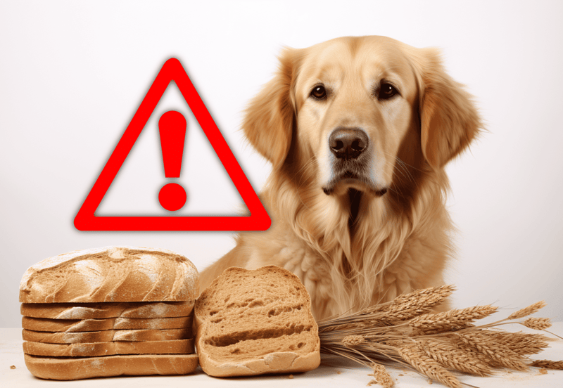 Warning about bread and wheat products harmful to dogs' health and safety.