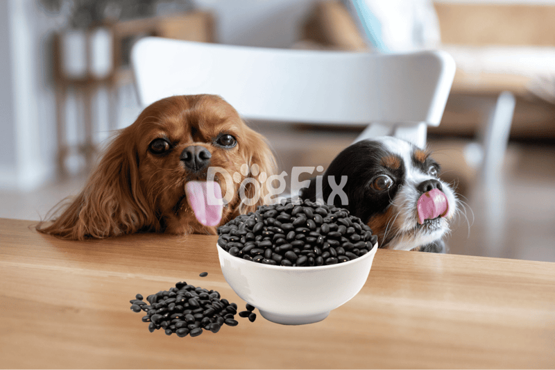 High-quality black beans for nutritious dog treats with natural ingredients.