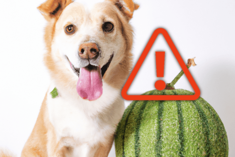 Dog warning alert on large green pumpkin with exclamation mark icon.