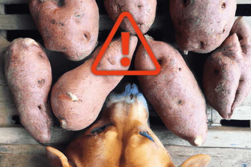 Potential Risks of Feeding Yams to Dogs