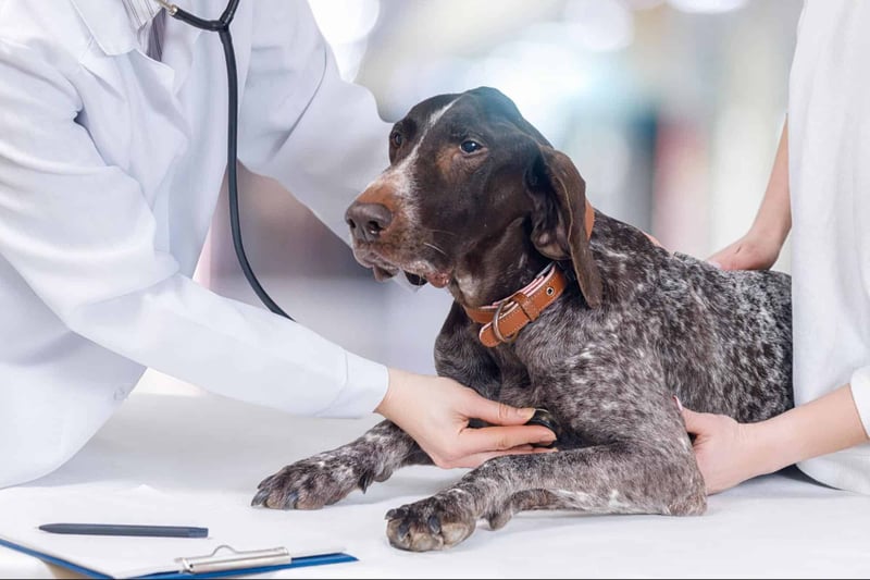 Close-up of a German Shorthaired Pointer getting a vet checkup at a pet clinic.