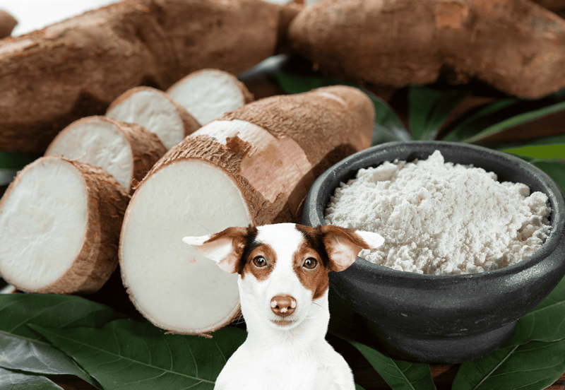 Fresh ingredients for healthy homemade dog food recipes and treats.