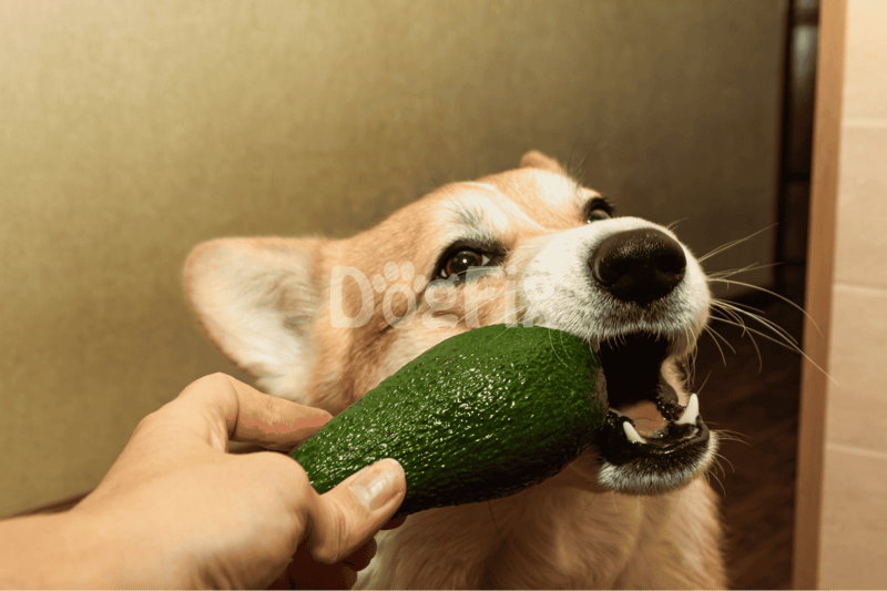 Proceed with 'Paw-caution' The Risks of Avocado Munching for Dogs
