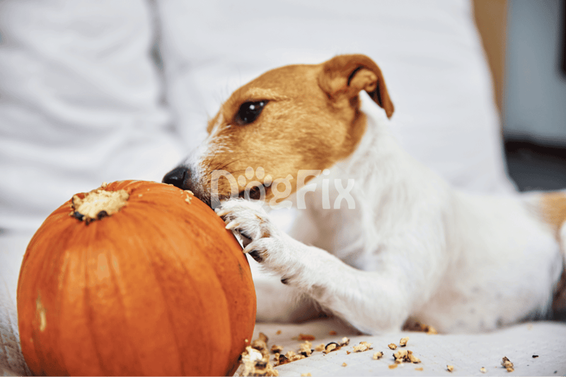 Dog eating pumpkin, fall season, dog-friendly pumpkin treat, healthy dog snack, autumn pet care.
