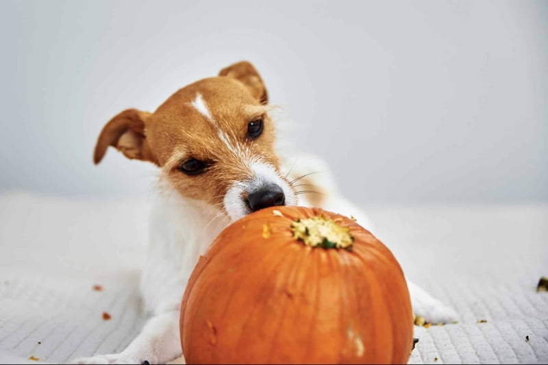 Cute puppy with pumpkin toy, playful pet, Halloween, pet toy, dog playtime.