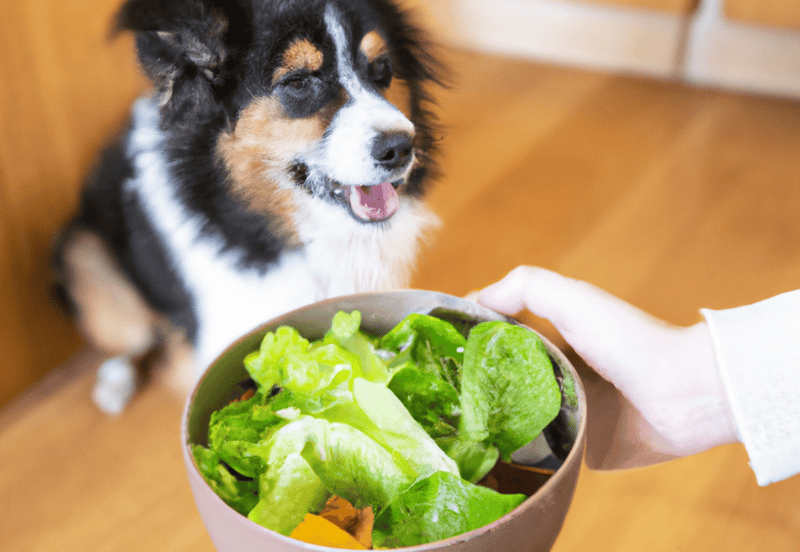 Adorable Australian Shepherd dog eagerly waits for healthy salad bowl for a nutritious treat.