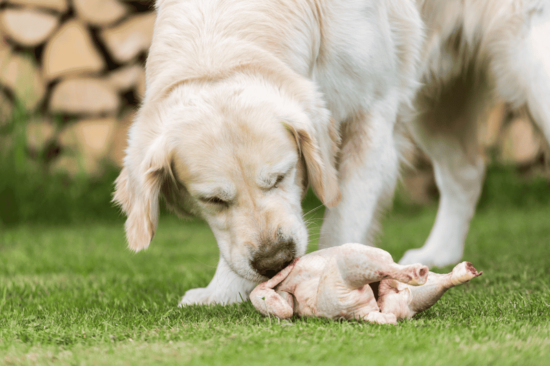 Adorable retriever puppy chewing on raw chicken in backyard.