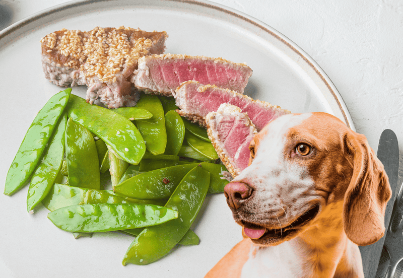 Close-up of a dog ready to eat steak with snow peas on a plate for healthy dog food.