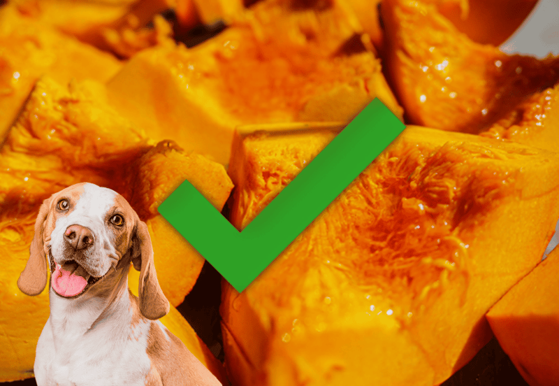 A close-up of fresh pumpkin chunks with a friendly dog and green checkmark overlay, emphasizing healthy dog treats.