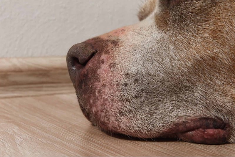 Close-up of a dog's nose with dry, cracked skin and signs of irritation.