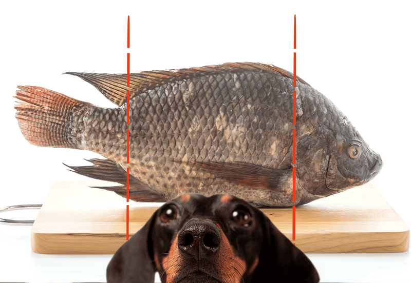 Fresh fish fillet on cutting board with dog in foreground.
