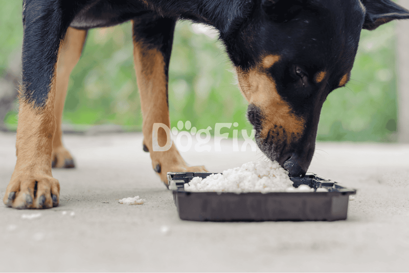 Dog eating rice, healthy dog food, outdoor pet meal, Rottweiler dog eating grain-based food.