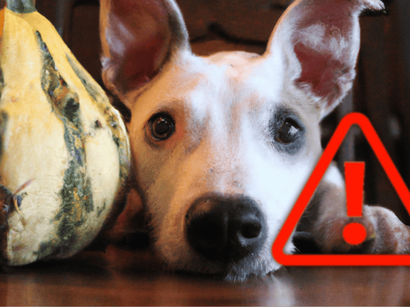 Dog lying beside pumpkin, alert icon overlay.