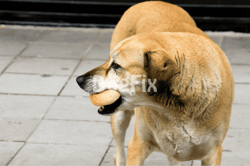 Adorable dog fetching a ball outdoors, showcasing dog playtime and activity.