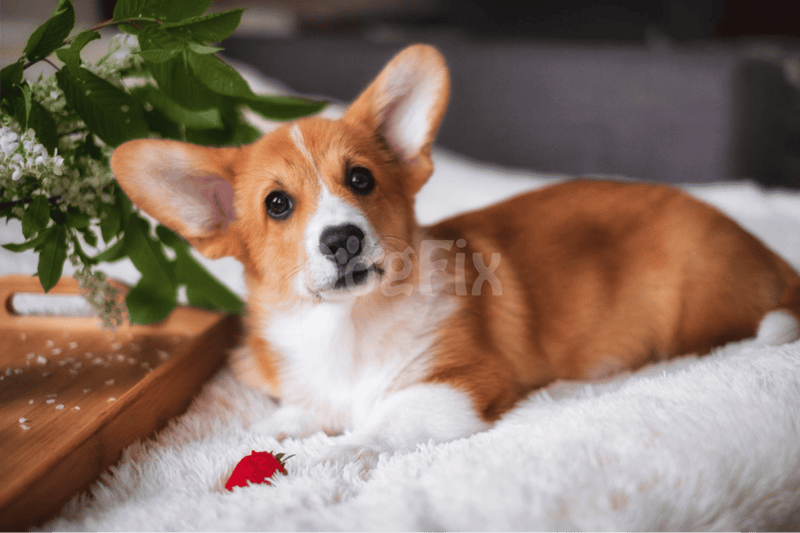 Safe for Dogs to Chow Down On Strawberries