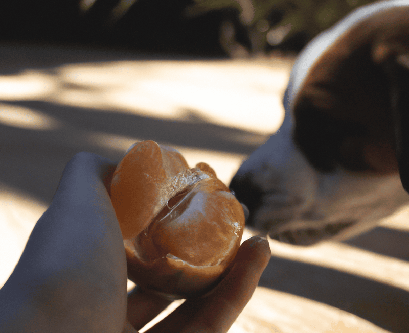 Safety of Tangerines for Dogs