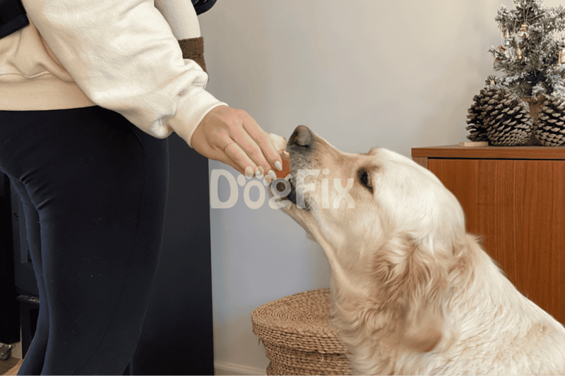 Alt text: Woman giving a treat to a Golden Retriever dog indoors, training or rewarding behavior.