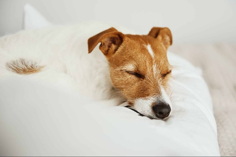 Relaxed dog peacefully resting on a soft white bedding for comfort Relaxed dog peacefully resting on a soft white bedding for comfort.