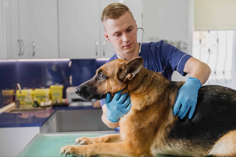 Dog exam, animal health, pet doctor, veterinary checkup, dog wellness, animal care, pet health assessment, veterinary services.