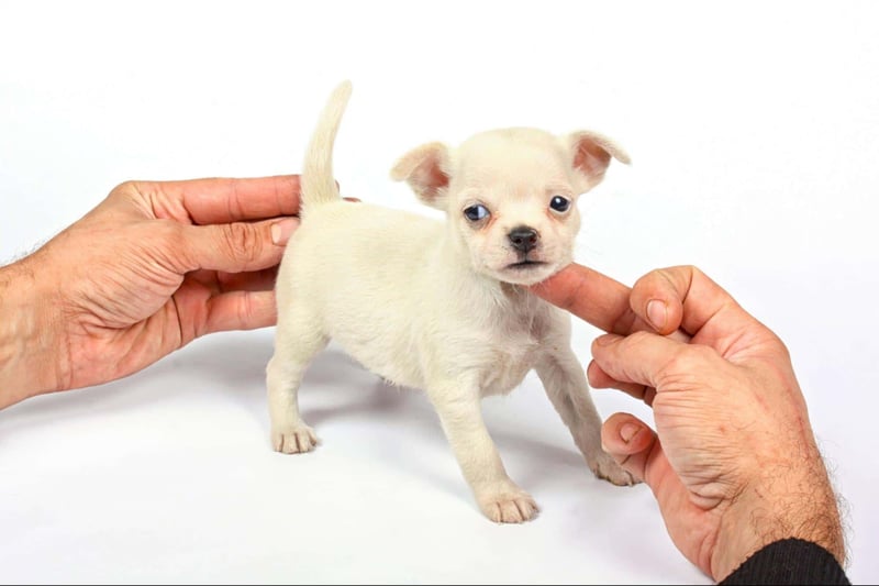 Adorable small puppy being examined, highlighting pet health and veterinary care.