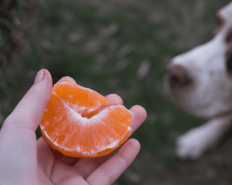 So, Just How Much Tangerine Can a Dog Eat