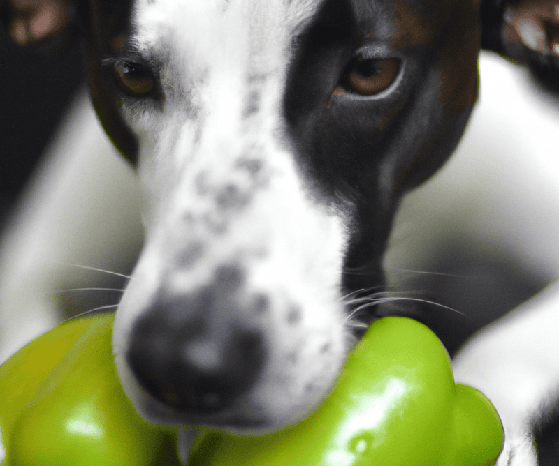 Close-up of a dog with a green bell pepper, emphasizing pet health and nutrition.
