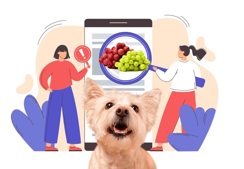 Close-up of a happy dog with digital health warning about grapes and raisins for pets.