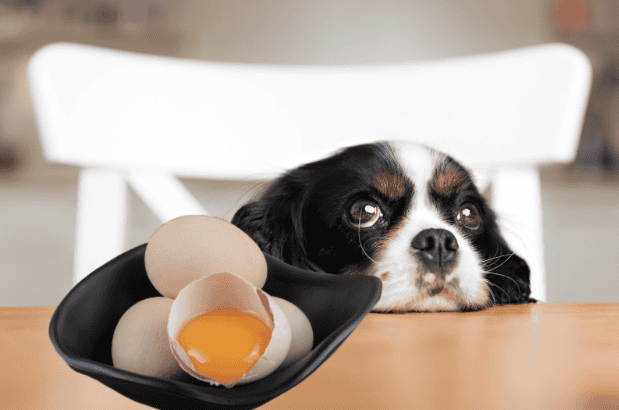 Adorable dog resting at table with cracked eggs, perfect for pet food and health content.