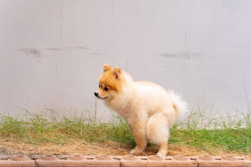 Adorable Pomeranian puppy standing on grass and brick pathway, perfect for pet grooming and care tips.