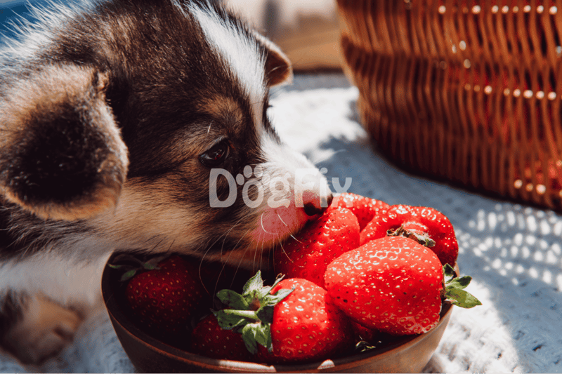 Close-up of adorable puppy snacking on strawberries, highlighting dog nutrition and care.