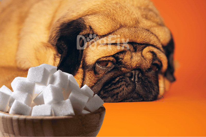 Close-up of tired bulldog resting near sugar cubes on wooden bowl.