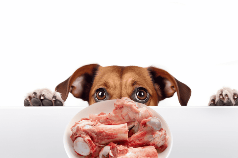 Cute puppy peeking over a white surface with a plate of fresh raw meat in front.