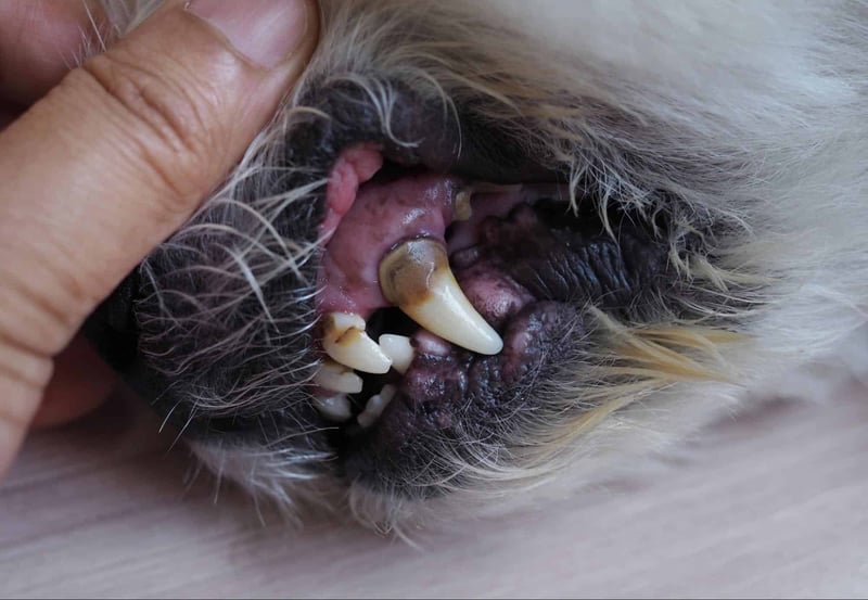 Close-up of a dog's open mouth revealing teeth, gums, and tartar accumulation.