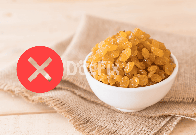 Dog treats without raisins, safe healthy snack options for dogs on Dogfix.com.