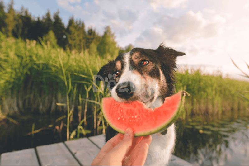 Dog enjoying a slice of watermelon outdoors in a lush green setting.