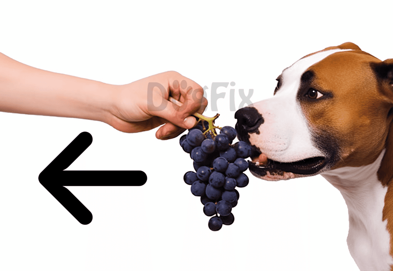 Dog enjoying grapes as a healthy treat for dogs, emphasizing safe pet snacks and dog nutrition.