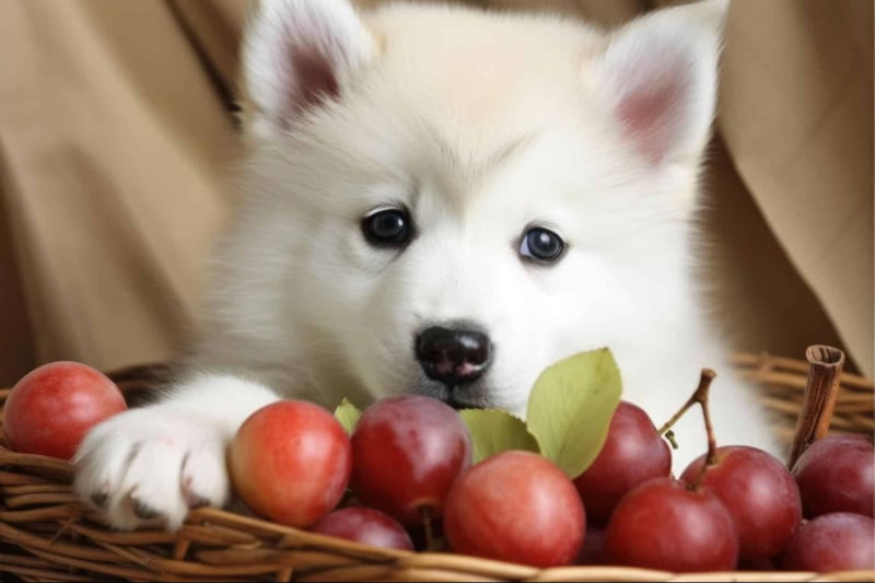 Adorable white puppy with striking blue eyes playing with apples in a wicker basket. Perfect for pet and dog care visuals.