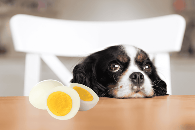 Dog lounging with boiled eggs, pet nutrition, healthy dog diet.