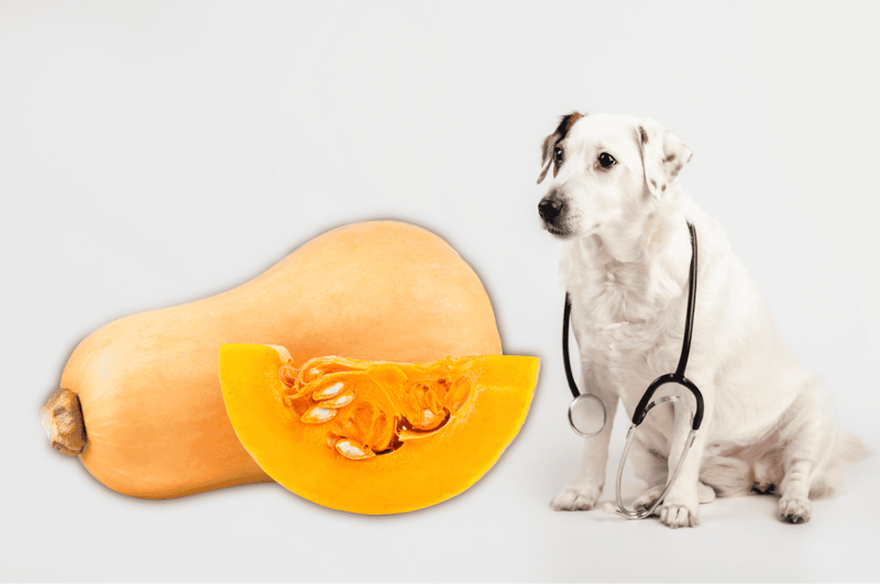 Dog-friendly pumpkin and a cute puppy with a stethoscope.