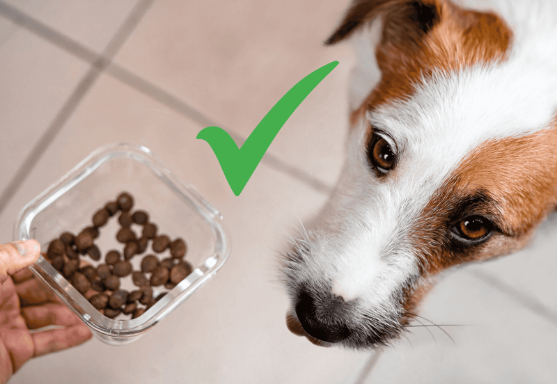 Close-up of a dog enjoying a treat with a staff spoon in the background.