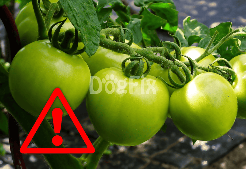 Close-up of green tomatoes on vine with pest warning symbol indicating plant health issues.