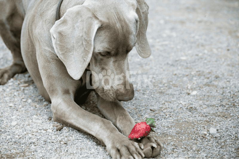 Dog playing with a fresh strawberry outdoors.