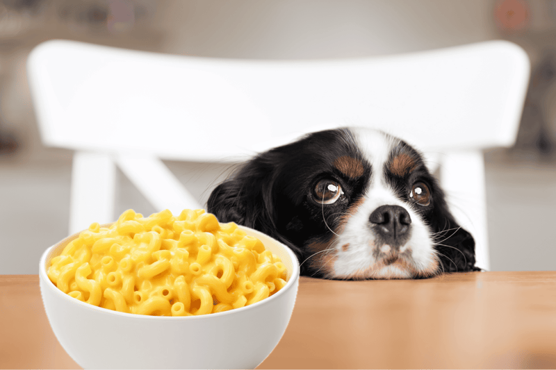 High-quality dog food and a sad puppy, pet nutrition and dog care.