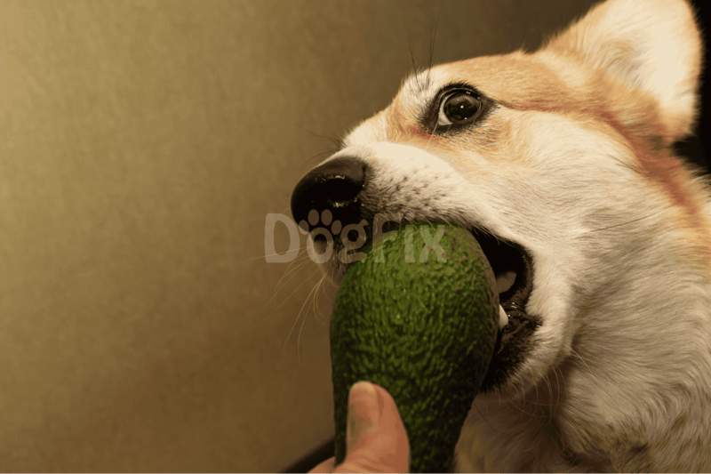 Too Much Avo—What's Next