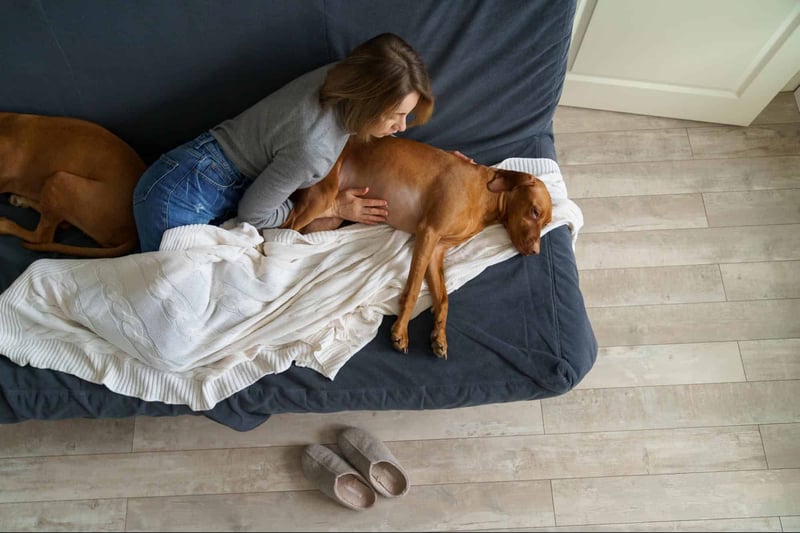 Close-up of woman comforting her sleepy dog on couch for pet relaxation and care.