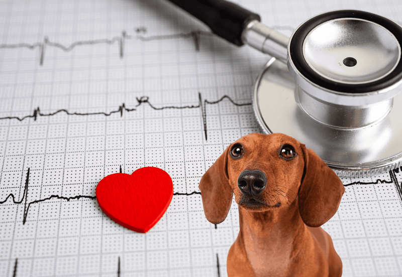 Vet checkup for dogs, heart monitoring, veterinary cardiology care for canine health.