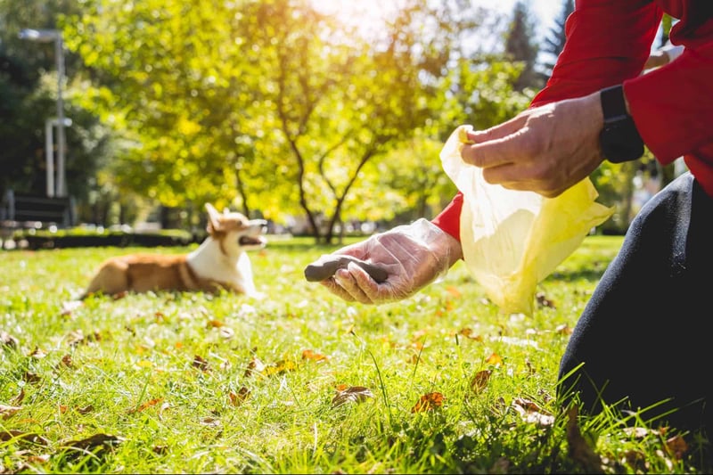 Hands-on dog training outdoors with a trainer and a dog on a sunny day.