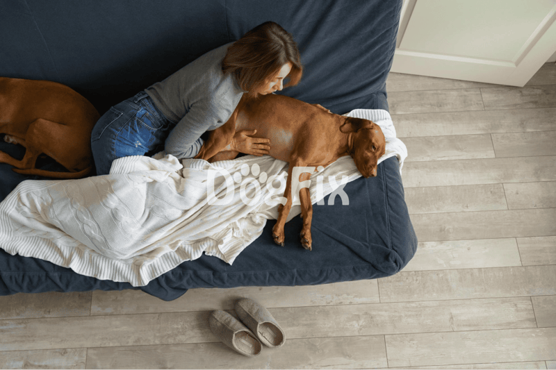 Dog and owner relaxing on a cozy couch, showcasing pet care and comfort at home.